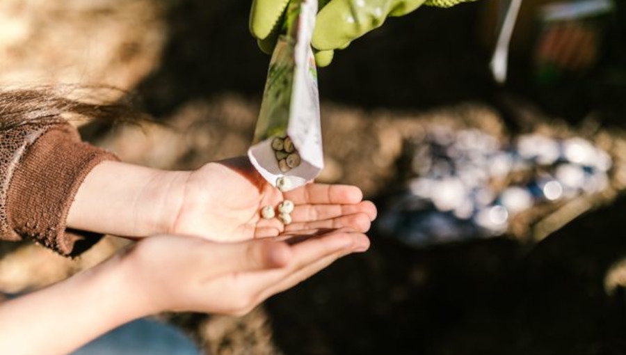 Nasiona holenderskie - czym różnią się od standardowych nasion?